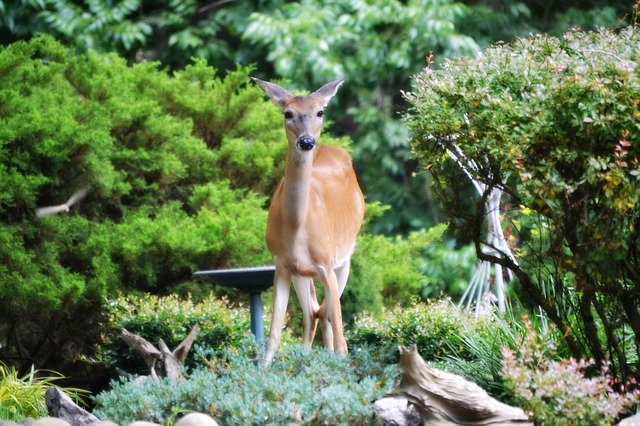deer at the garden