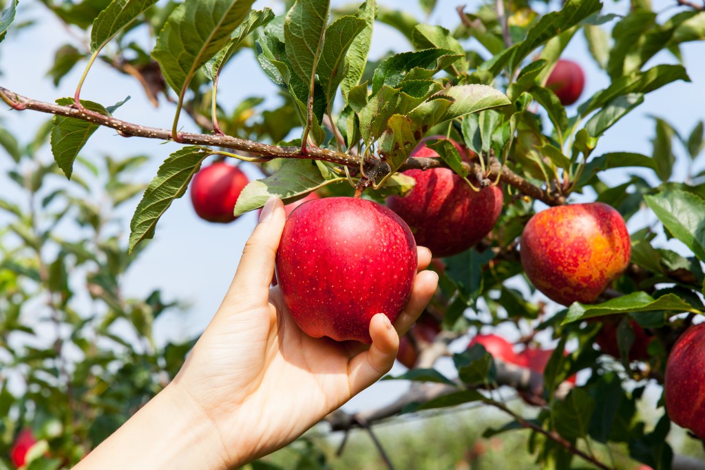 An apple being harvested
