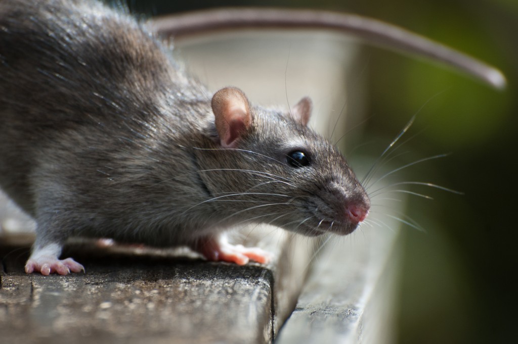 A rat