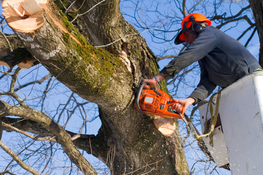 Professional tree surgeon